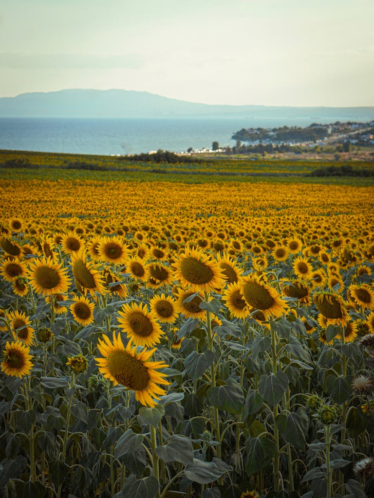 Expansive sunflower field with a scenic sea backdrop capturing the essence of summertime.