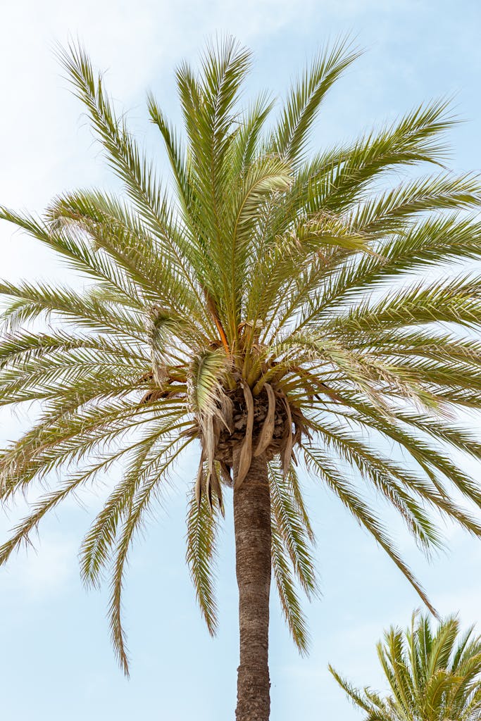 Vibrant palm tree standing tall against a bright, clear blue sky in summer.