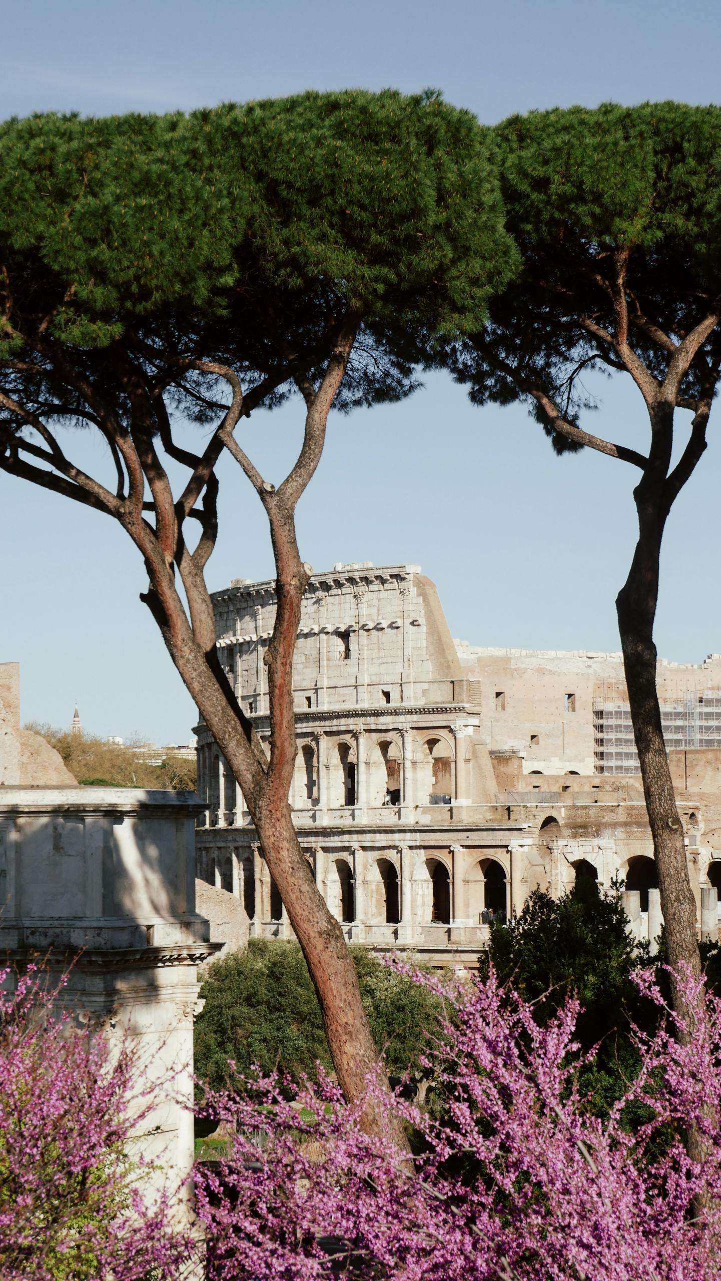 Vibrant spring view of the Colosseum in Rome framed by lush trees and flowers.