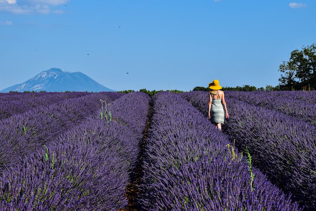 A woman in a hat strolling through the stunning lavender fields of Provence with mountain backdrop.