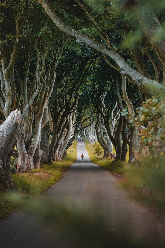 A solitary figure walks under the iconic, twisted trees of the Dark Hedges in Northern Ireland.