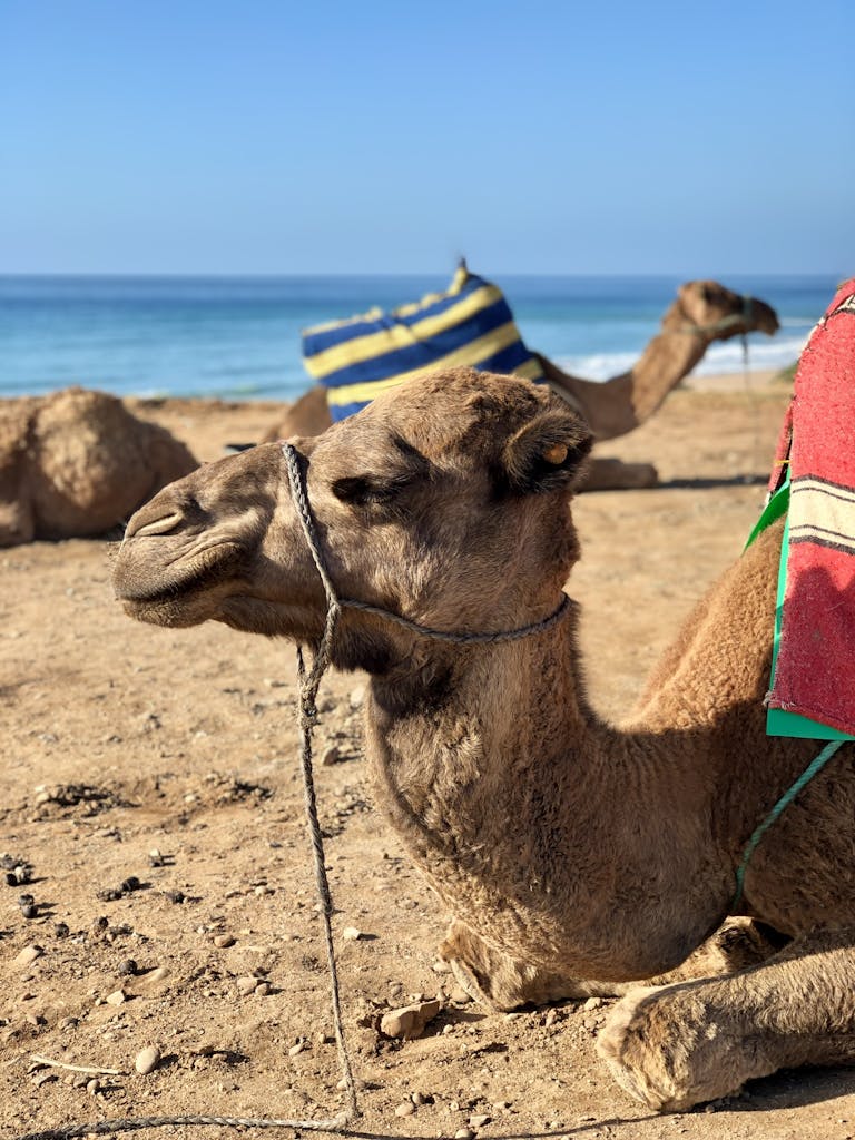 A relaxed camel enjoying the beach in Tangier, Morocco's scenic coastline.