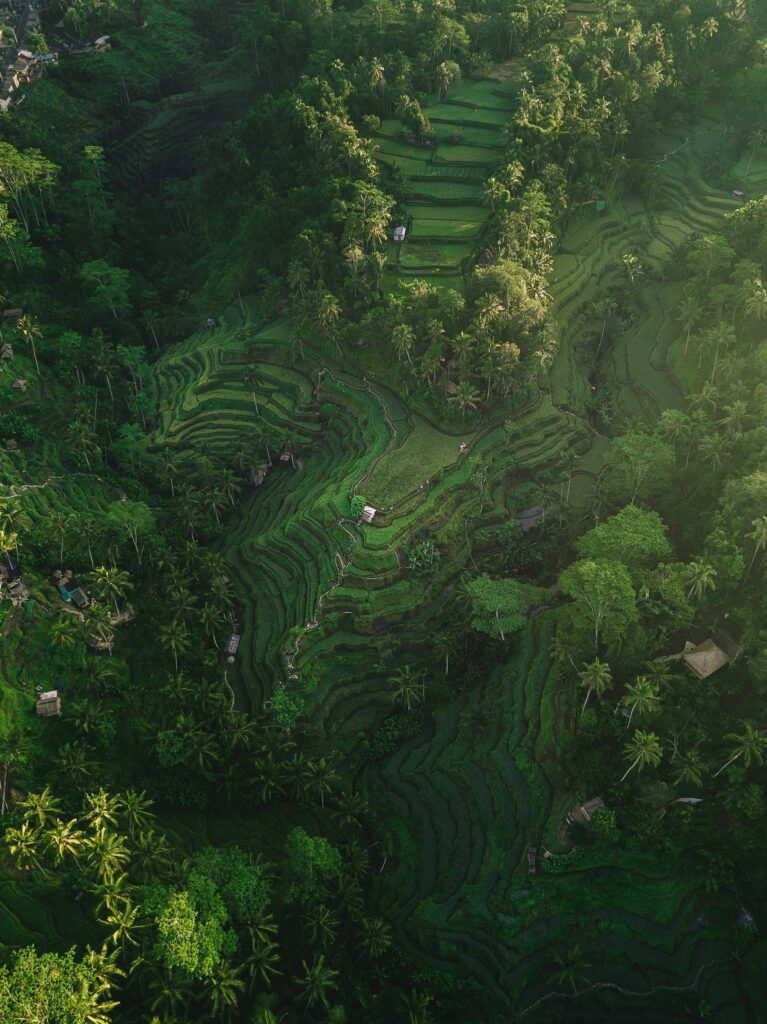 large green hill with rice fields in bali indonesia