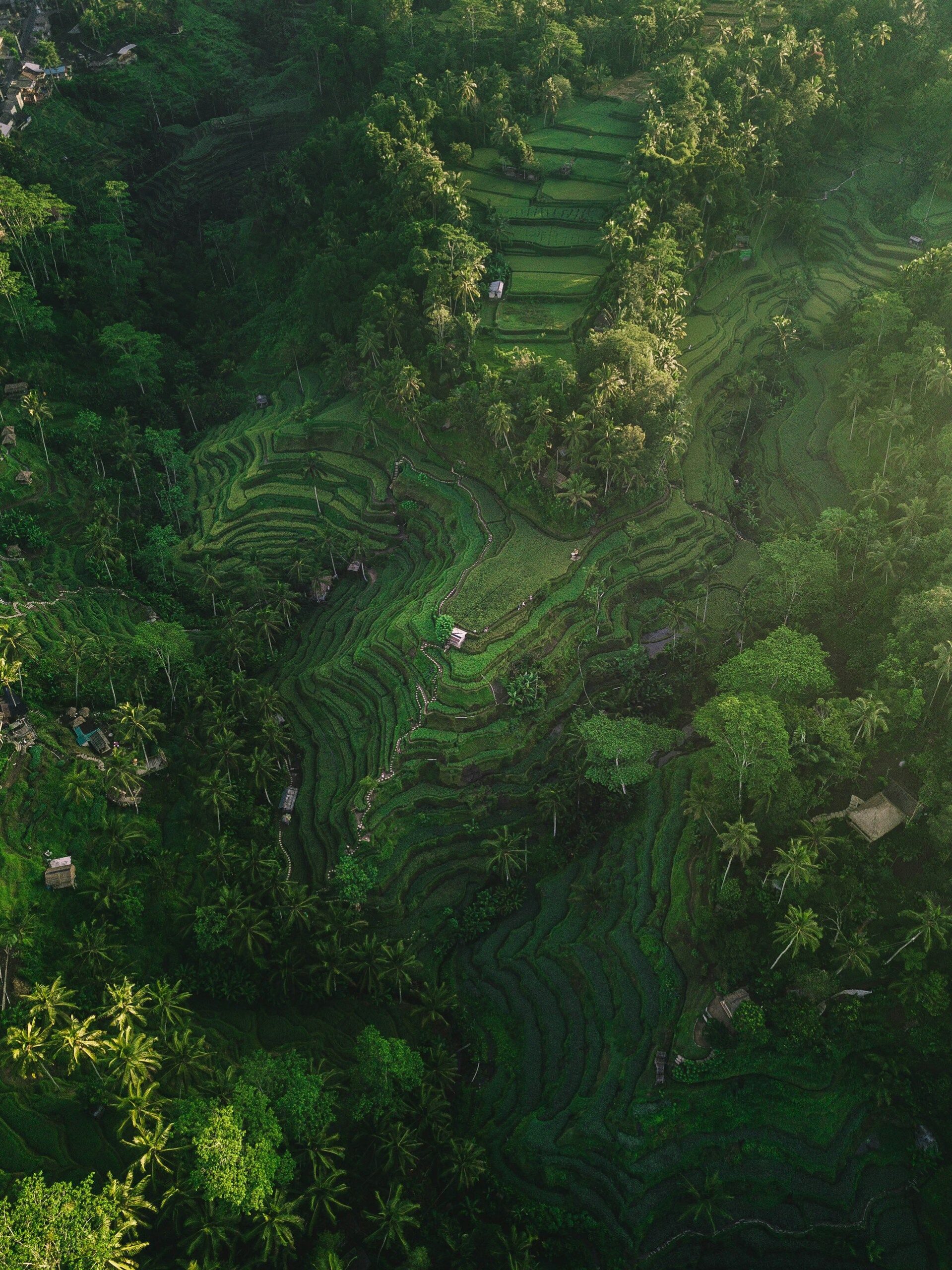 large green hill with rice fields in bali indonesia