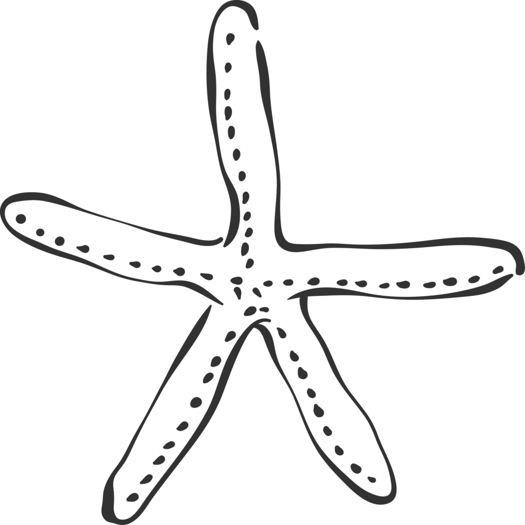 Starfish illustration