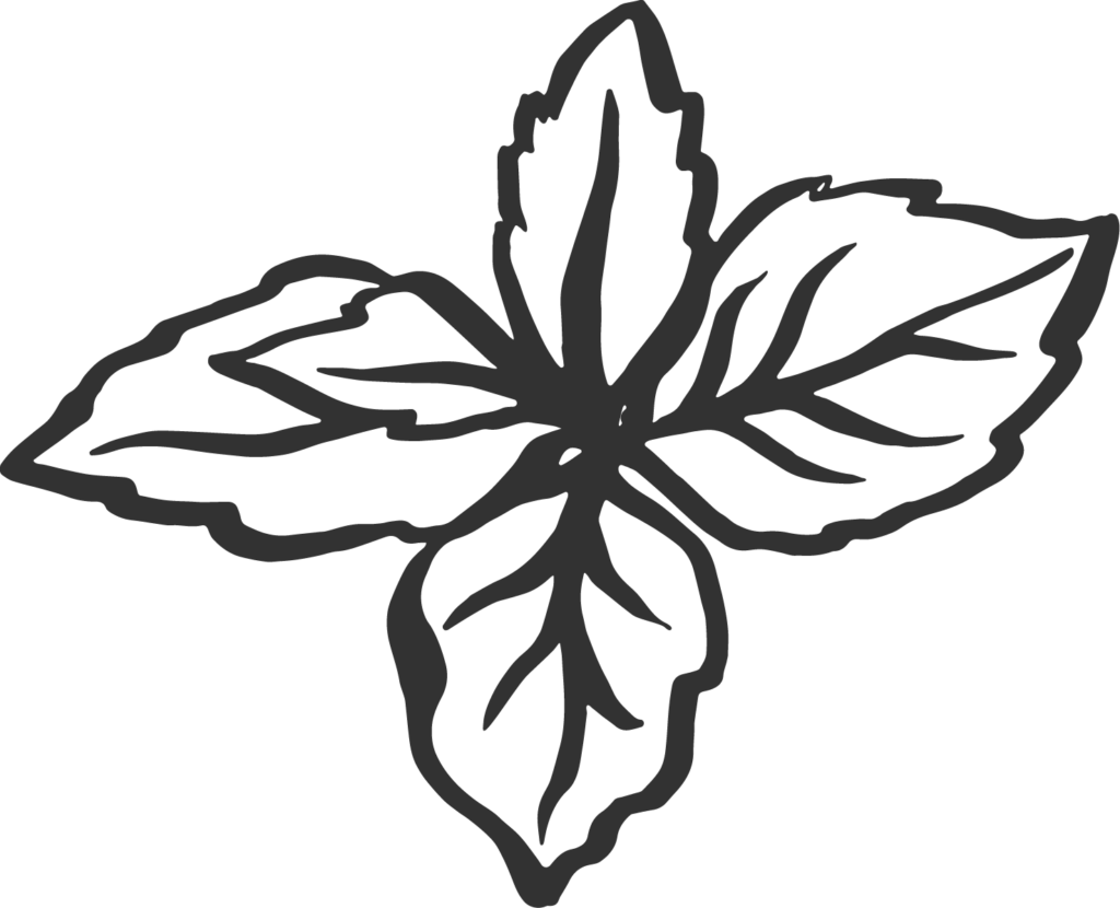 Illustration of four mint leaves