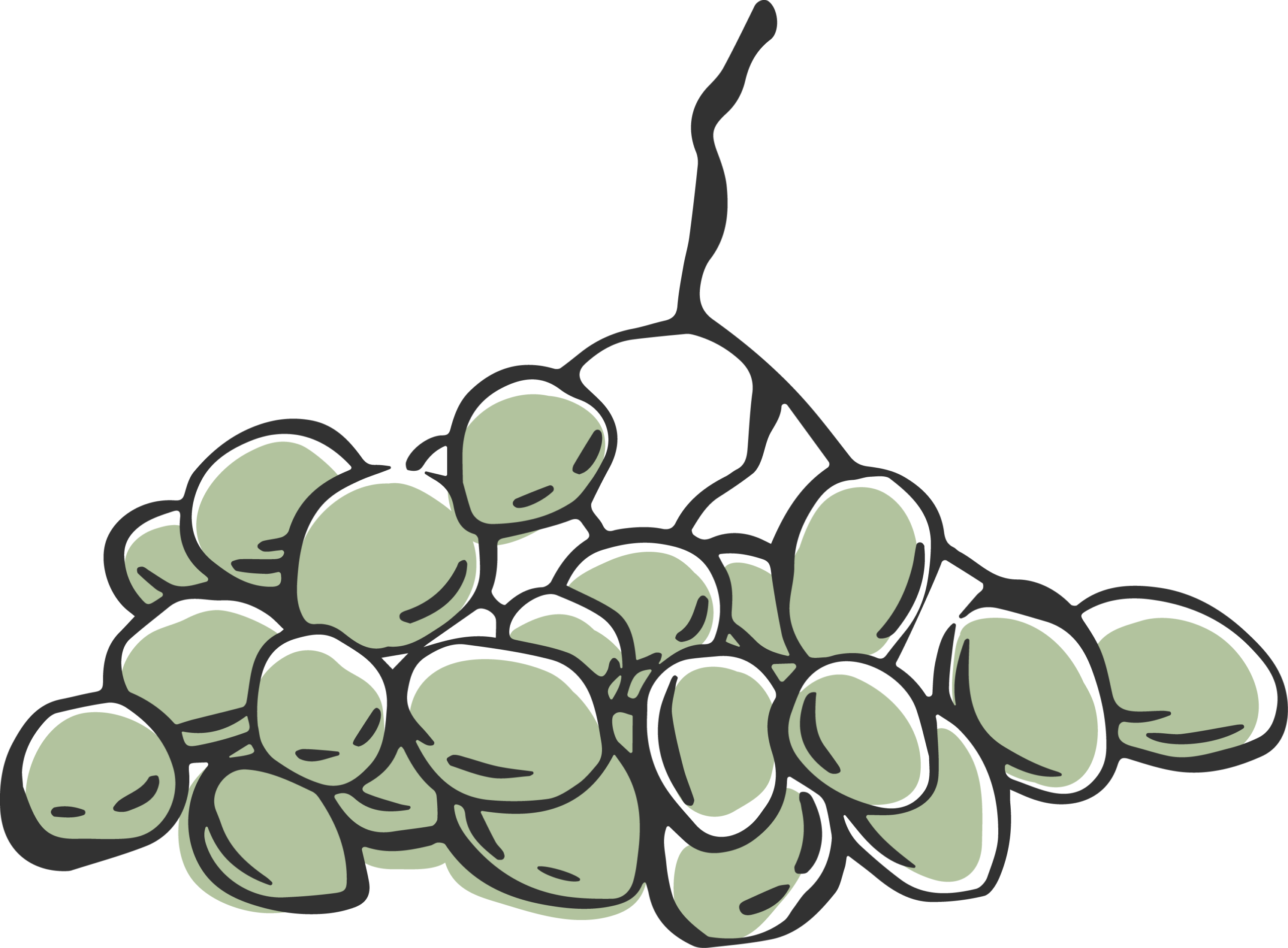 illustration of a bunch of olives with the tree stem attatched