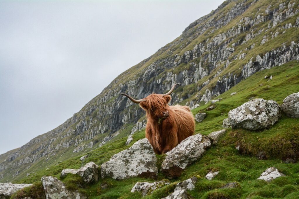 Highland cow in rocky mountains
