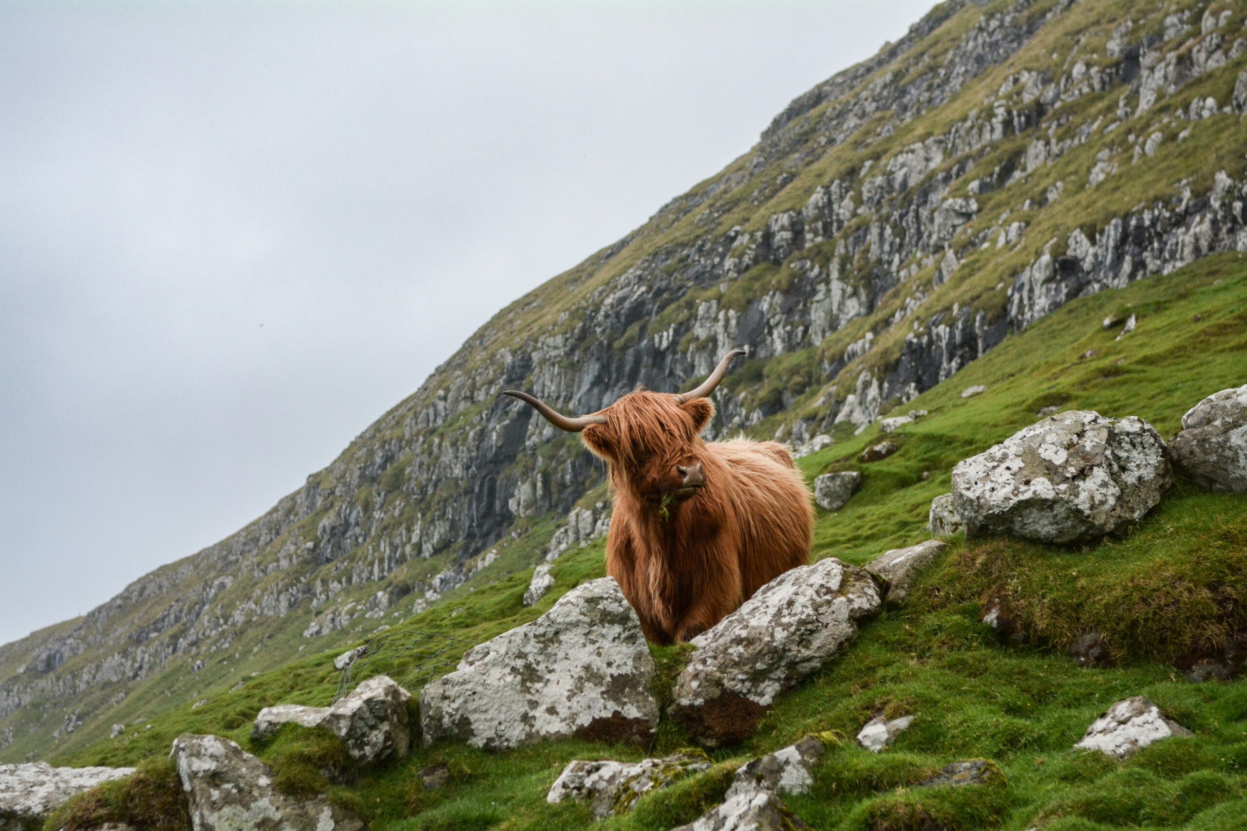 Highland cow in rocky mountains