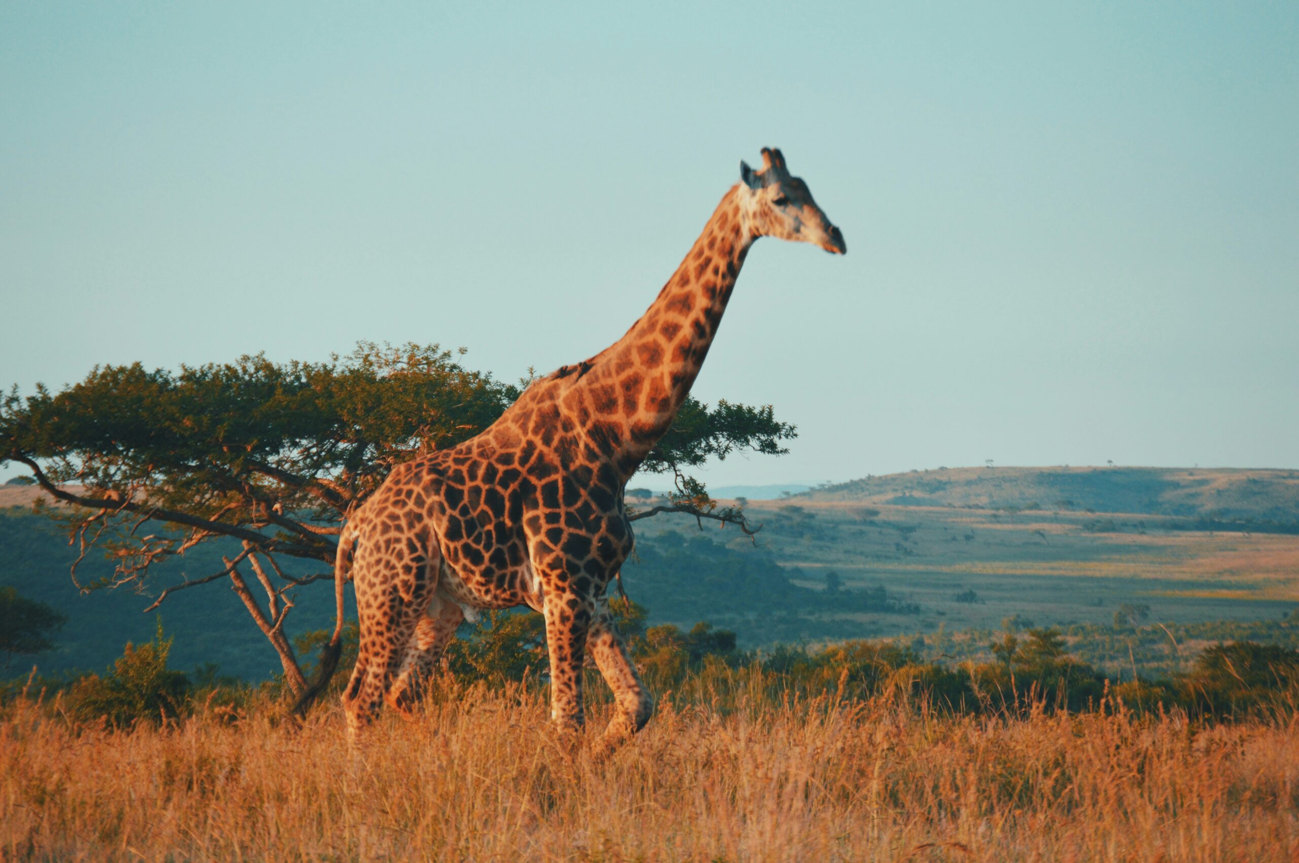 zebra in a safari