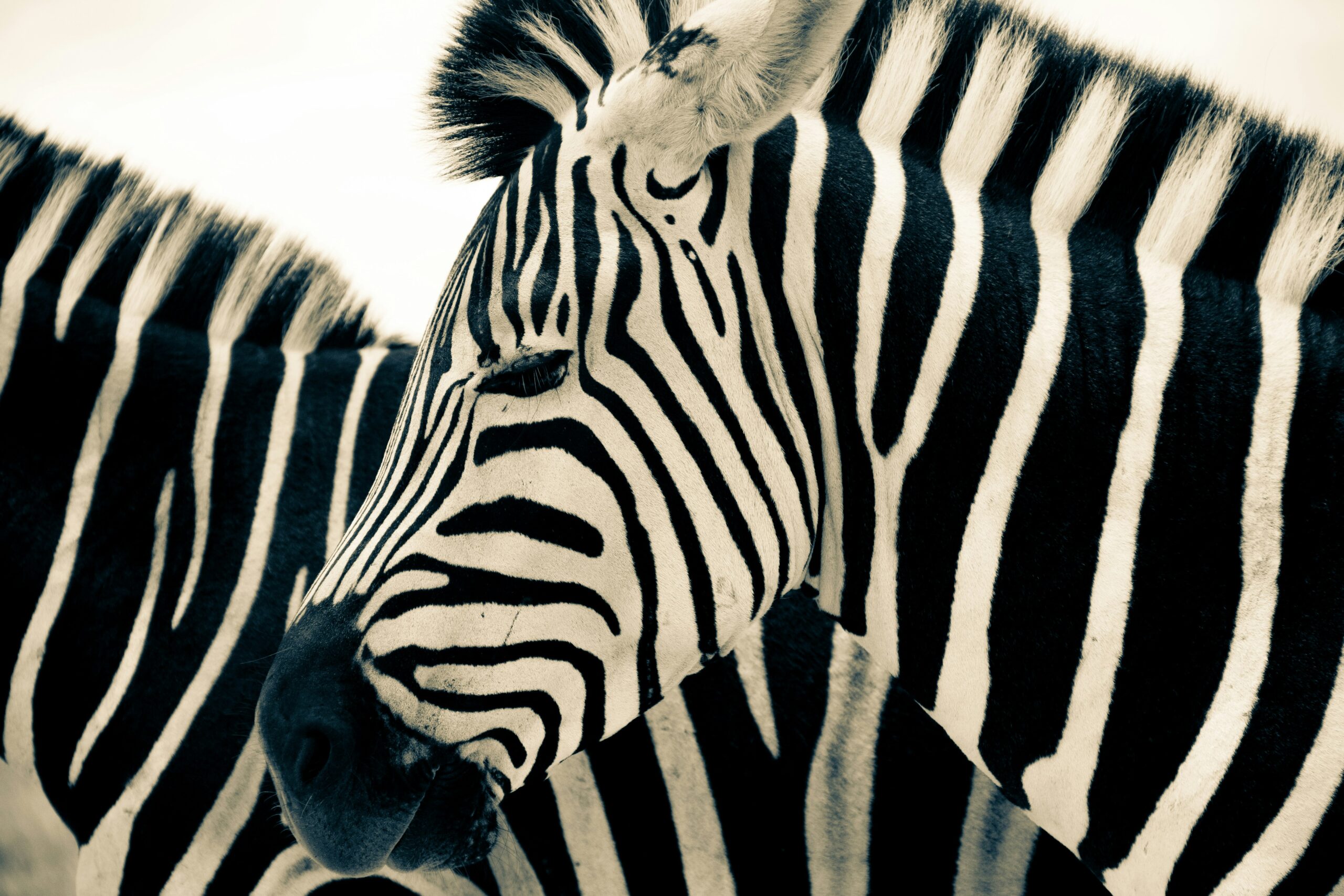 portrait of a Zebra