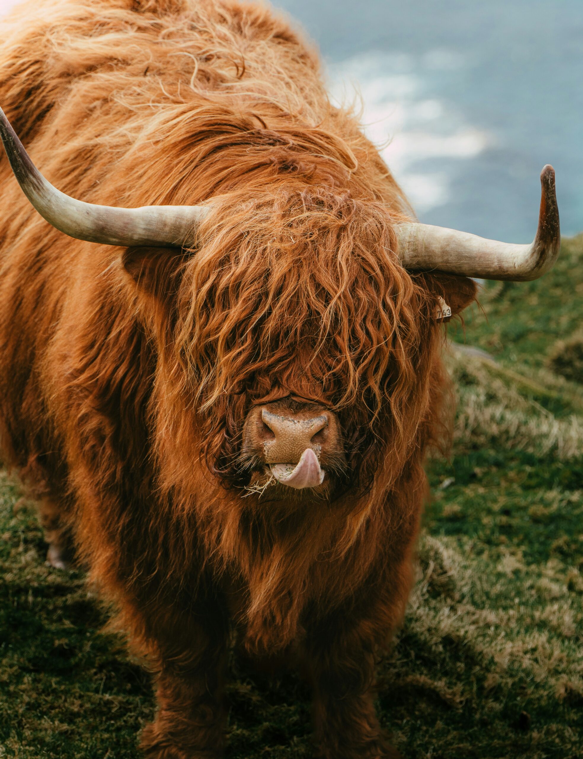 Up-close shot of a highland cow