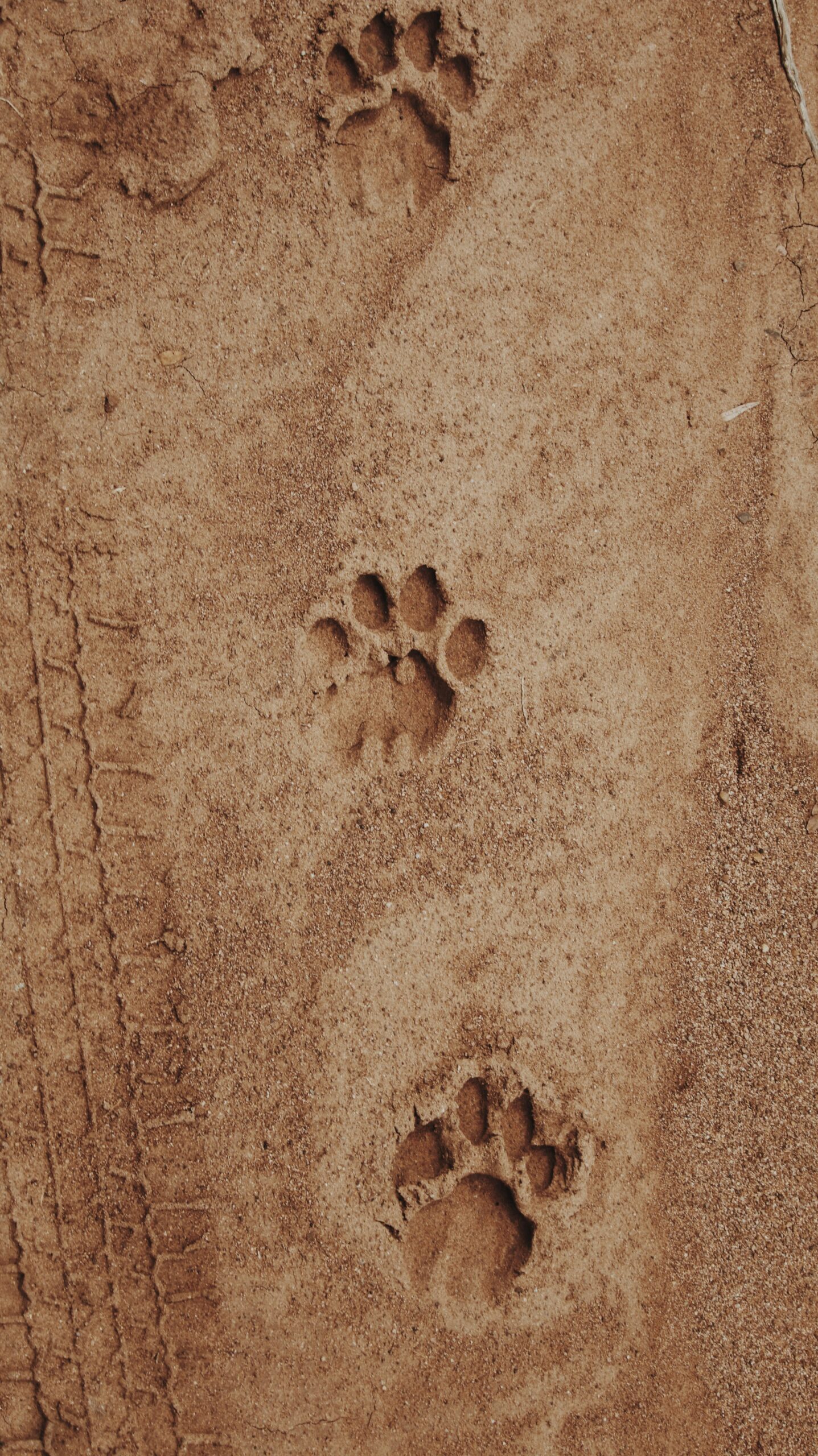 photo of paw print on sand